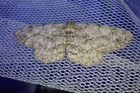 Hypomecis punctinalis