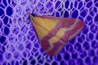 Pyrausta sanguinalis