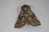 Cleonymia yvanii