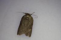 Nycteola columbana