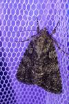 Acronicta rumicis