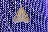 Udea numeralis