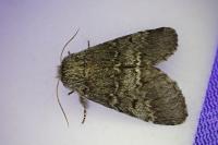 Drymonia ruficornis