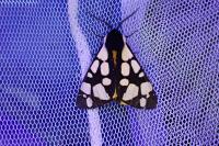 Arctia villica