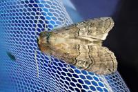 Tethea ocularis
