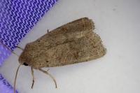 Orthosia cerasi