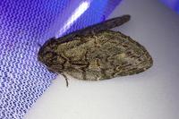 Peridea anceps