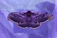Saturnia pyri