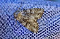 Pachetra sagittigera