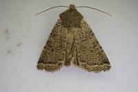 Spudaea ruticilla