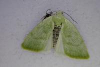Earias vernana