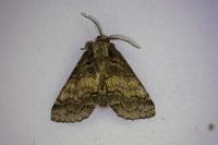 Gluphisia crenata