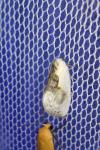 Cilix glaucata