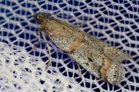 Acrobasis centunculella