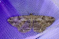 Peribatodes rhomboidaria rhomboidaria
