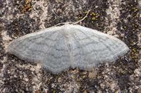 Idaea subsericeata