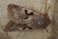 Orthosia gothica