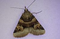 Drasteria cailino