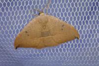 Watsonalla uncinula