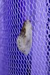 Cilix glaucata
