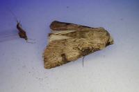 Agrotis puta