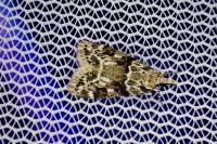Eudonia delunella