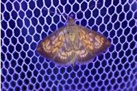 Ecpyrrhorrhoe rubiginalis