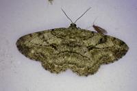 Peribatodes rhomboidaria rhomboidaria
