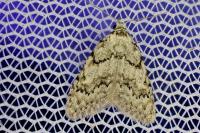 Nola cicatricalis