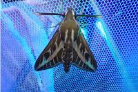 Hyles livornica