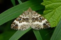 Epirrhoe alternata