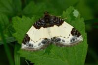 Mesoleuca albicillata