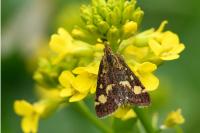 Pyrausta purpuralis