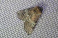 Tethea ocularis