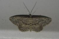 Idaea seriata