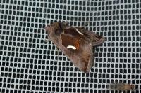 Macdunnoughia confusa