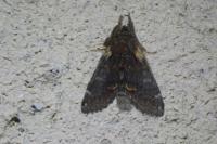 Notodonta dromedarius