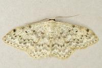 Scopula marginepunctata