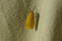Wittia sororcula