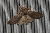 Calliteara pudibunda