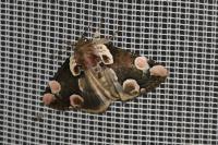 Thyatira batis