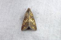 Evergestis politalis