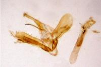 Evergestis politalis