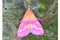 Pyrausta virginalis