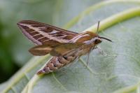 Hyles livornica