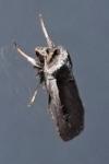 Ochropleura
