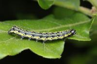 Orthosia miniosa