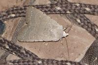 Caradrina