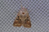 Orthosia gothica