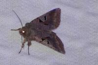 Orthosia gothica